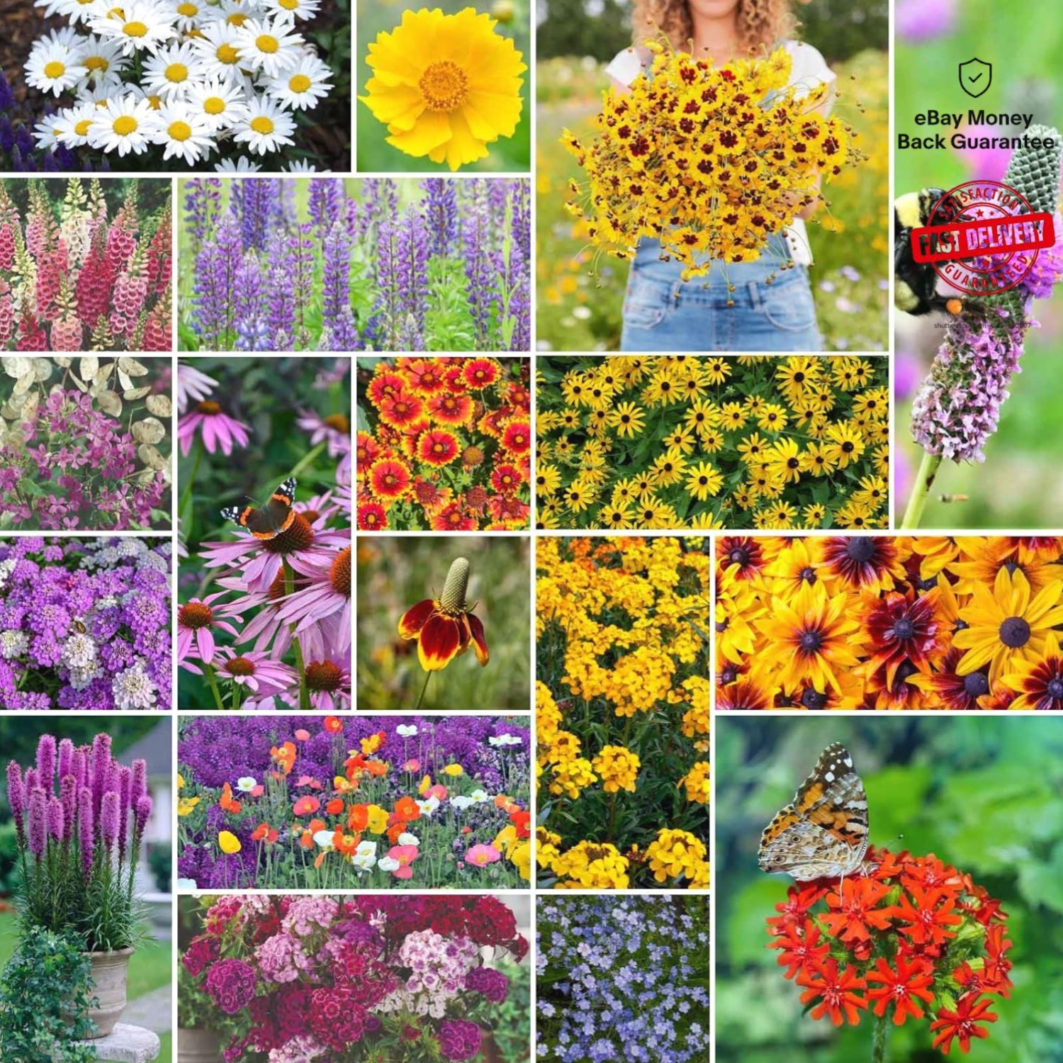 Wildflower Seeds