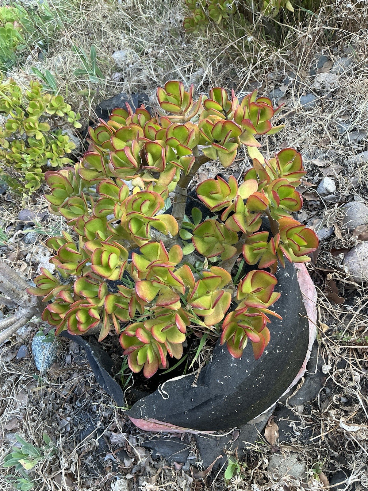 healthy jade plant with roots, Around 13” tall, rooted
