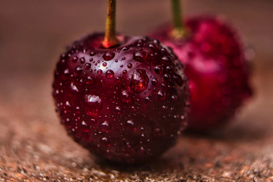 Organic! Sweet Cherry Tree {Prunus avium} 20 seeds Free Shipping! US Seller