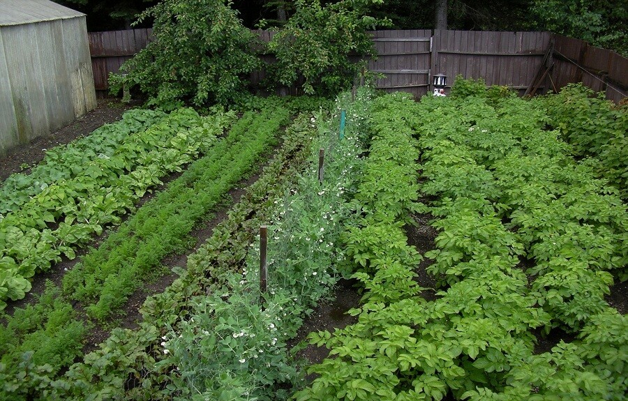 150+ Heirloom Vegetable Seeds 6 Variety Garden Set #5 Emergency Survival NON-GMO