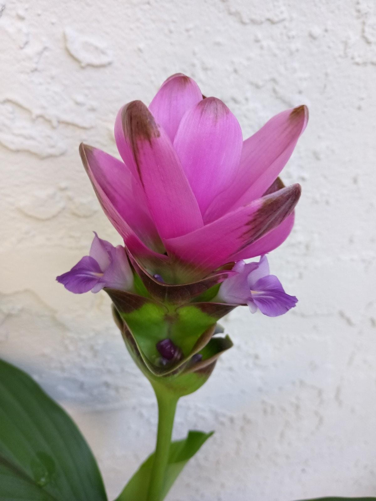 Curcuma Alismatifolia Plant -BAREROOT Large PINK Siam Tulip -Ginger Curcuma Live