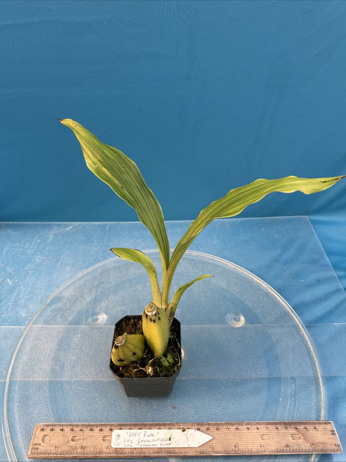 Lycaste Soft Pink White Red Exact Bloom Size Orchid Hybrid 2.5” Pot