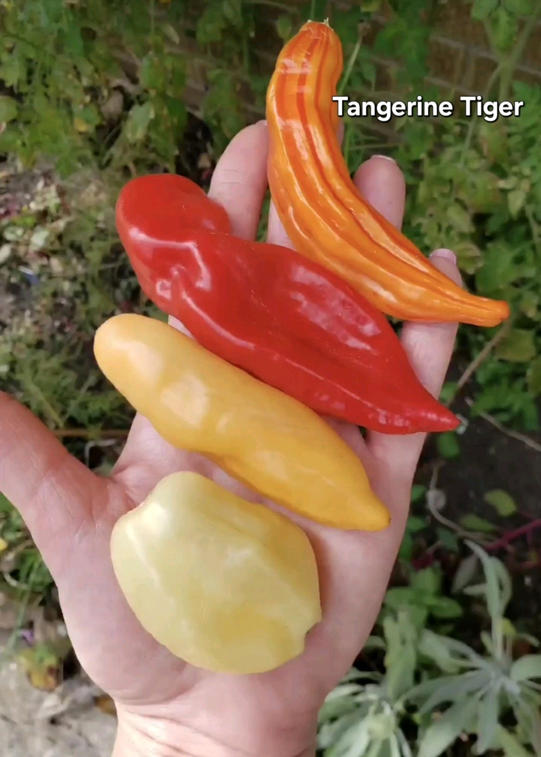 Sugar Rush Peach Hot Pepper Seeds 10 Organic Seeds