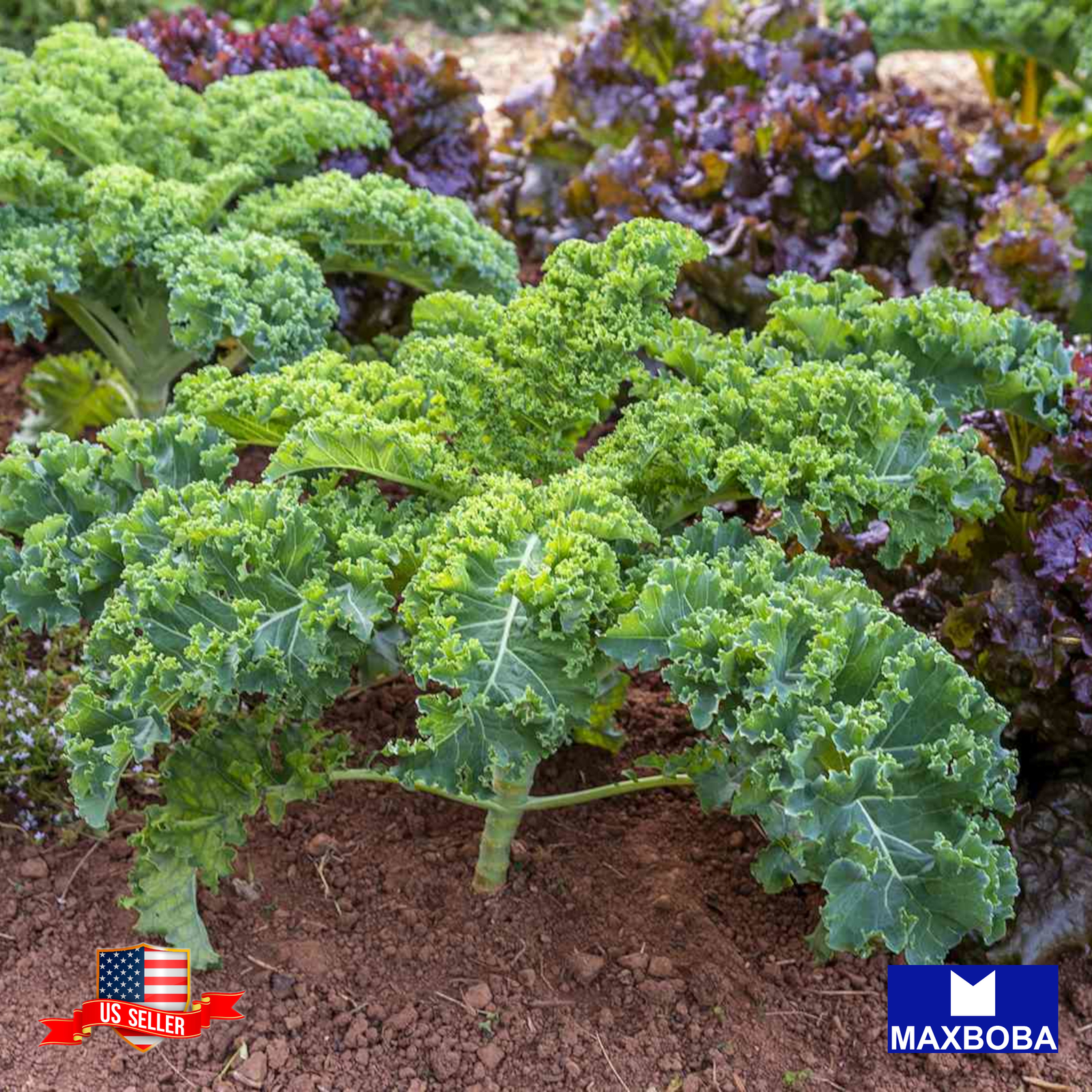 Fresh!! Kale Seeds Non-GMO Heirloom Vegetable