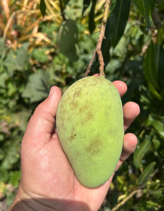 Live Grafted Orange Sherbet Mango Tree – 3 Gal Pot – Fruit Tree – No Ship to CA