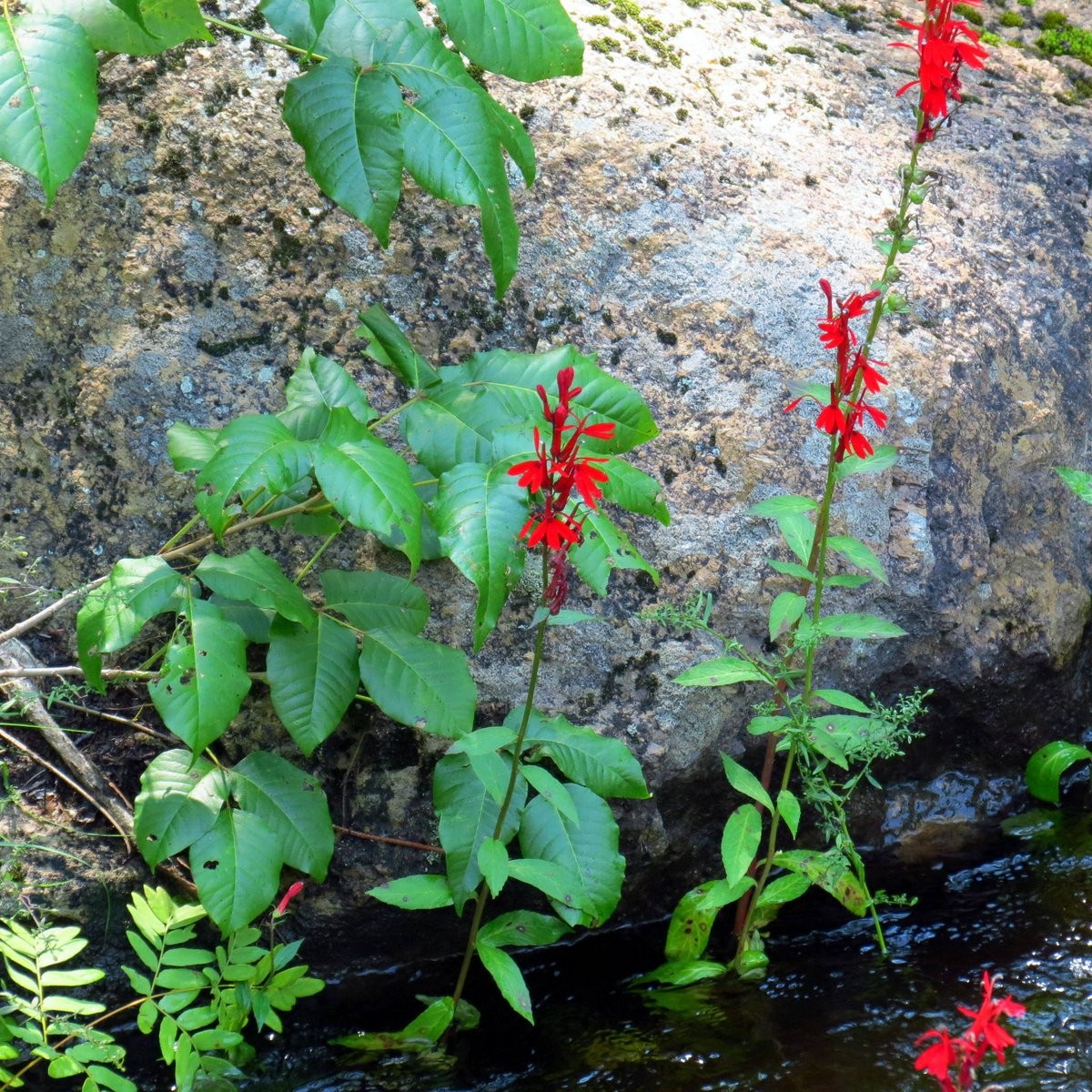 2 Cardinal Flower Lobelia cardinalis Pond/Marsh/Water plant~BARE ROOT NO FOLIAGE