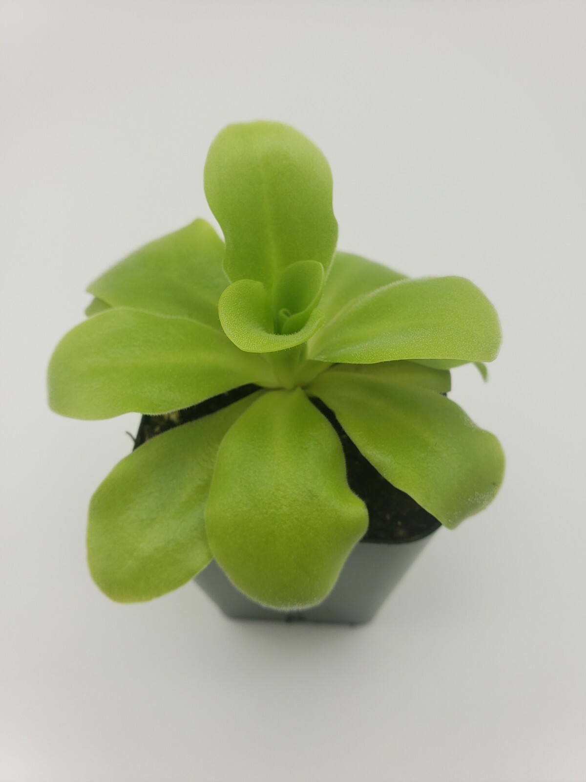 Pinguicula agnata ‘El Lobo’ x Huahuapan- Carnivorous Plant – Butterworts