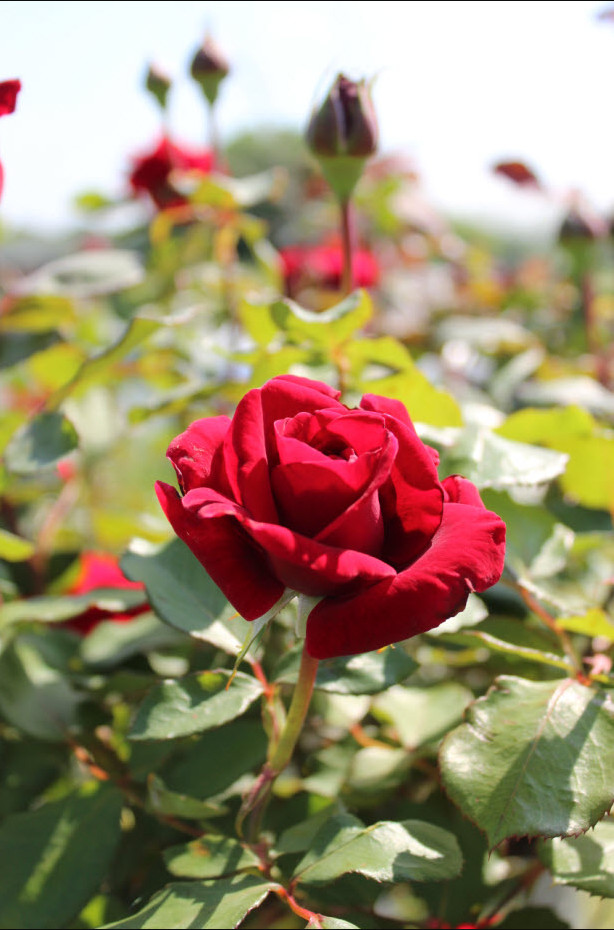Crimson Glory Dark Velvety Red Climbing Rose Live Starter Plant 4-6″Tall No Pot