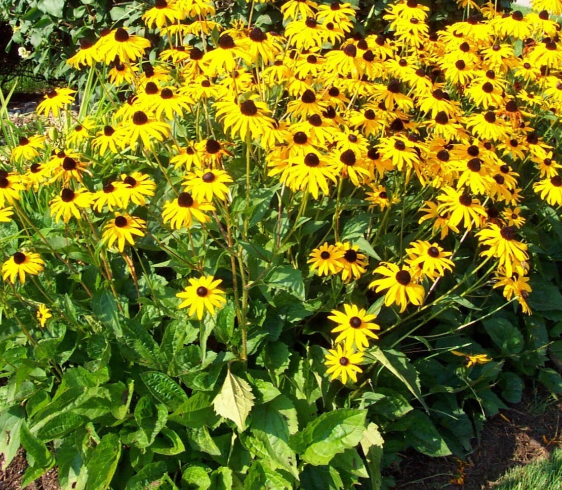 4+1 FREE Plants Black-Eyed Susan &Bright Yellow Flower July -Oct Perennial