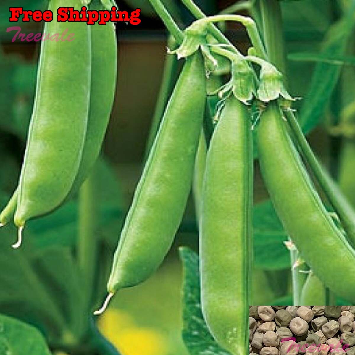 Snap Pea Seeds | Sugar Snap Pea Seeds | NON-GMO