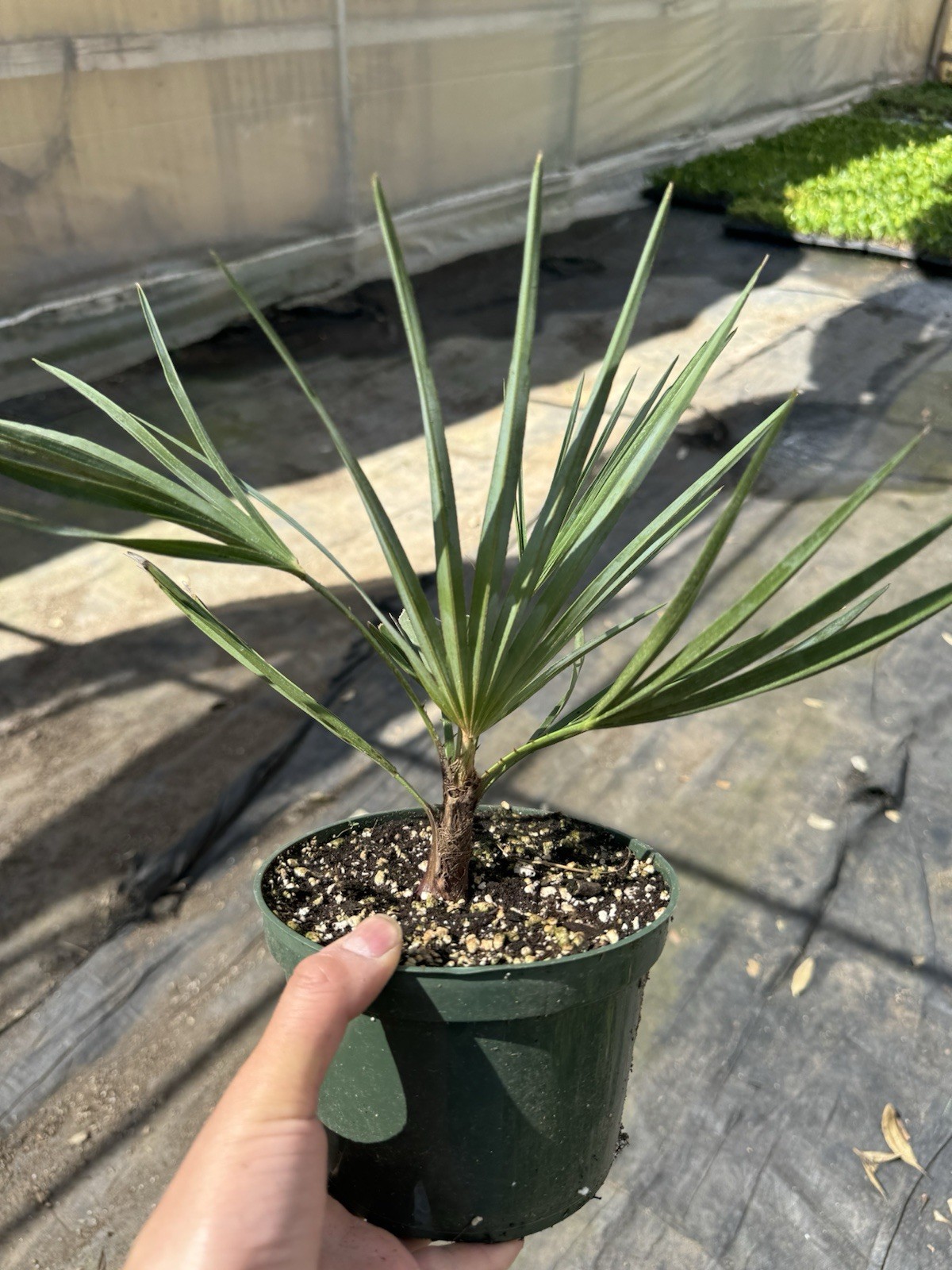 🌴 Atlas Mountain Palm – Chamaerops humilis var. cerifera – Blue Mediterranean