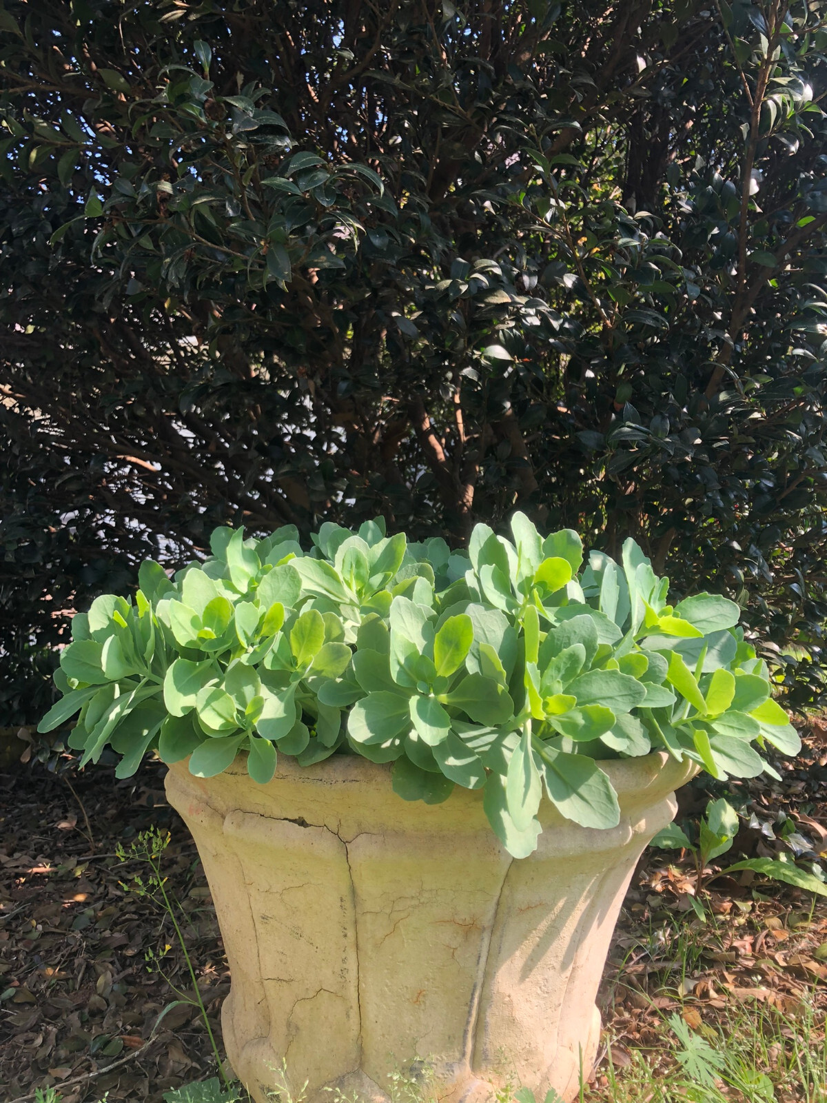 Succulent | Sedum ‘Autumn Joy’ | Sedum Stonecrop | Easy Hardy Plant | Butterfly