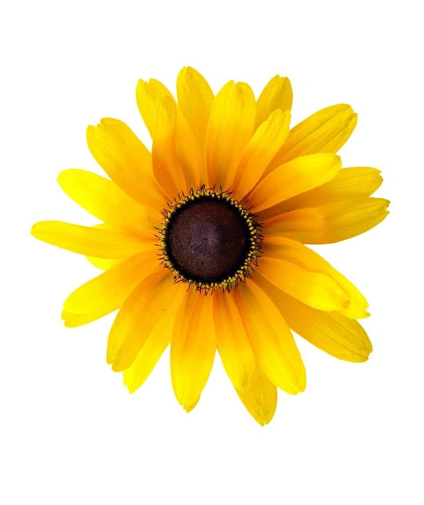 4+1 FREE Plants Black-Eyed Susan &Bright Yellow Flower July -Oct Perennial