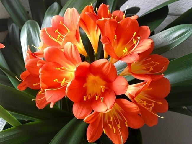 Clivia Miniata, Bush Lily, Orange Flowers, Ready to Plant, Live Evergreen, Rare