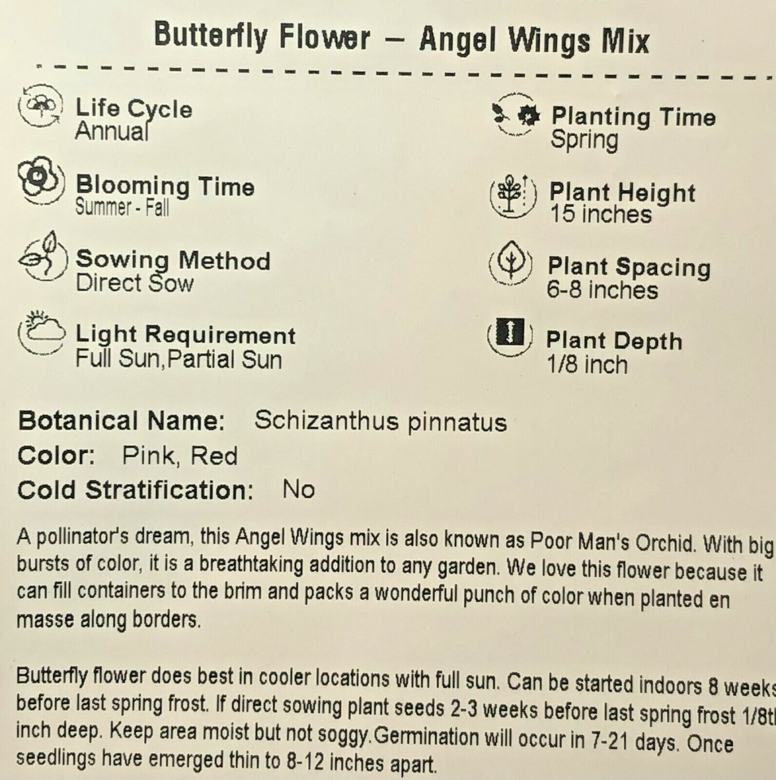 Butterfly Flower ANGEL WINGS Schizanthus Mix Poor Man’s Orchid Non-GMO 500 Seeds
