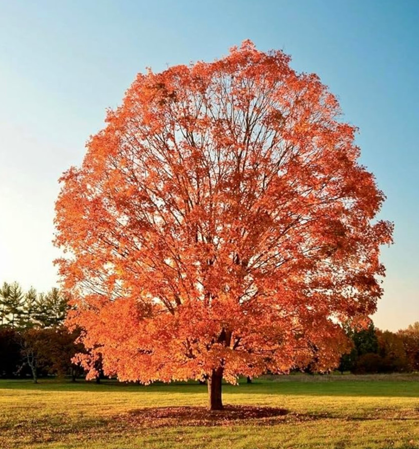 Sugar Maple Tree, Live Plant, Qt Pot, 10–18″ Tall, No Ship AK, HI, PR
