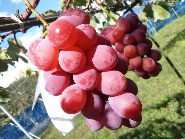 Queen Nina Seedless grape- 5 fresh cuttings, no roots, rooting or grafting,