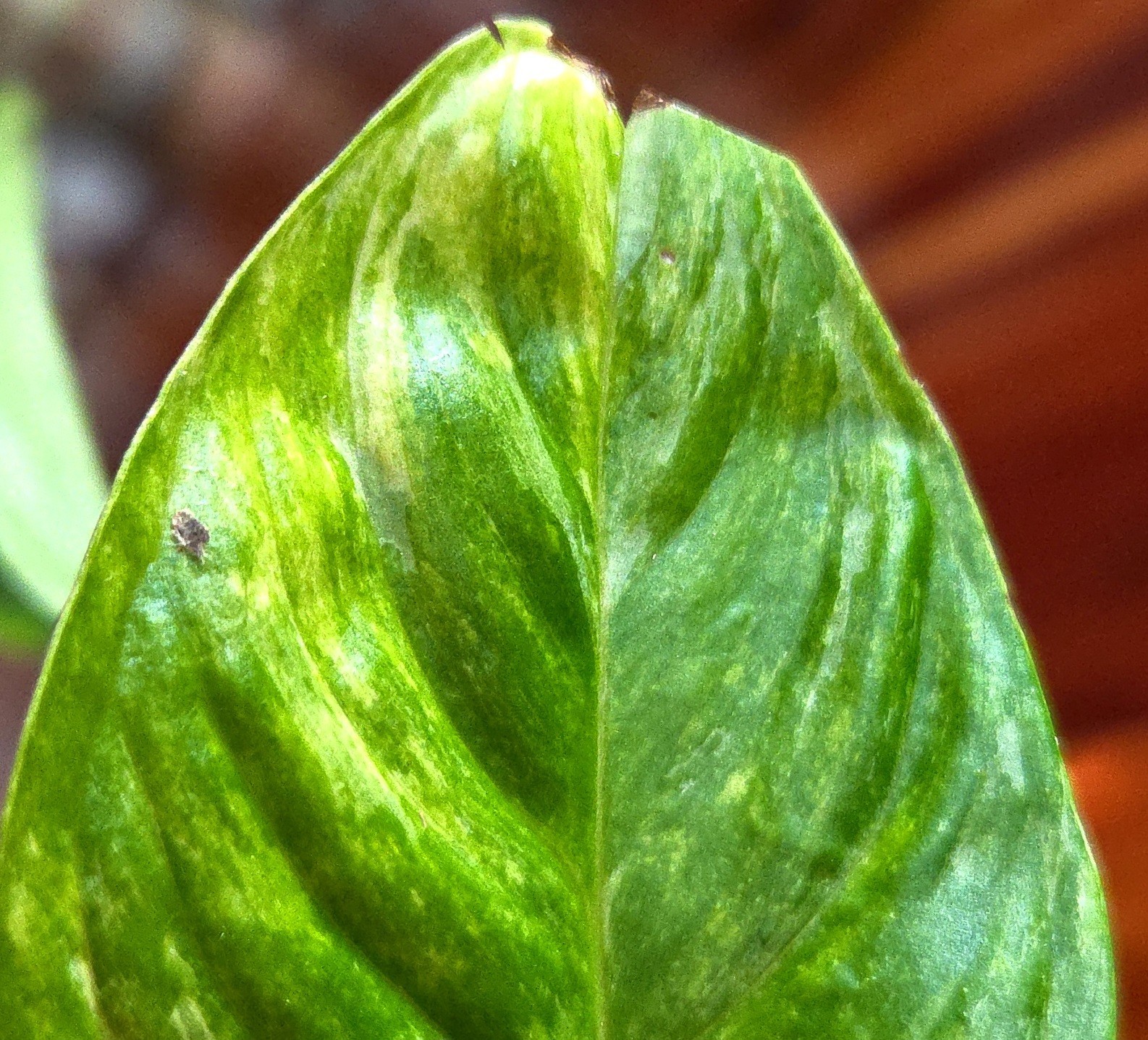 Rare Monstera Laniata Mint 11″ Tall 2 Plants Aroid Not Philodendron Anthurium