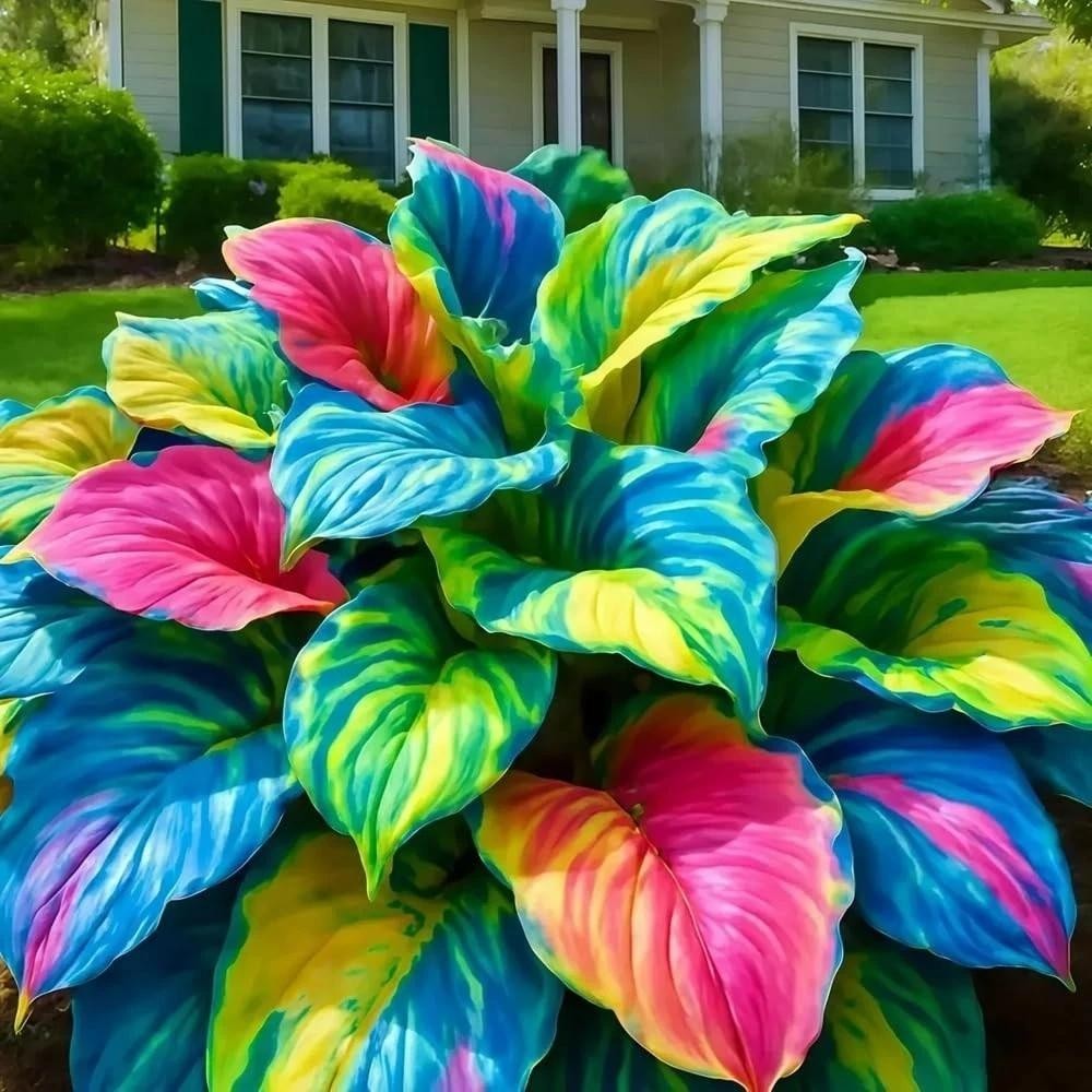 220+ Mixed Color Hosta Seeds for Planting – Hostas Seeds Rare Perennial, Flower