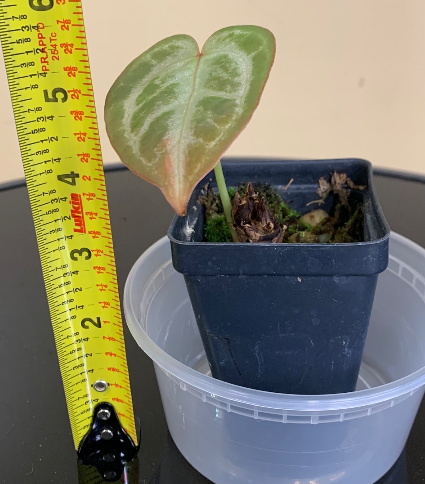 Rare Tropical Plant: Anthurium Silver Blush x A. Michelle **READ DESCRIPTION**