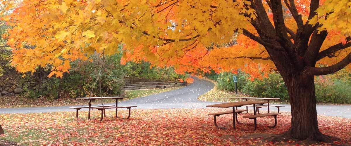 Sugar Maple Tree Seeds – 20+Seeds to Grow – Vibrant Yellow Fall Leaves – Acer Sa