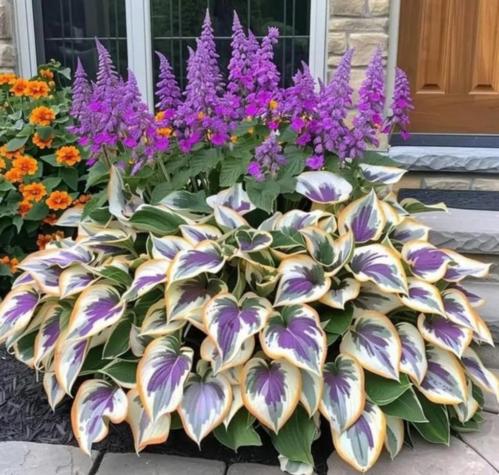 100PCS Heart-Shaped Hosta Seeds Perennial Shade Garden for Planting Outdoor…