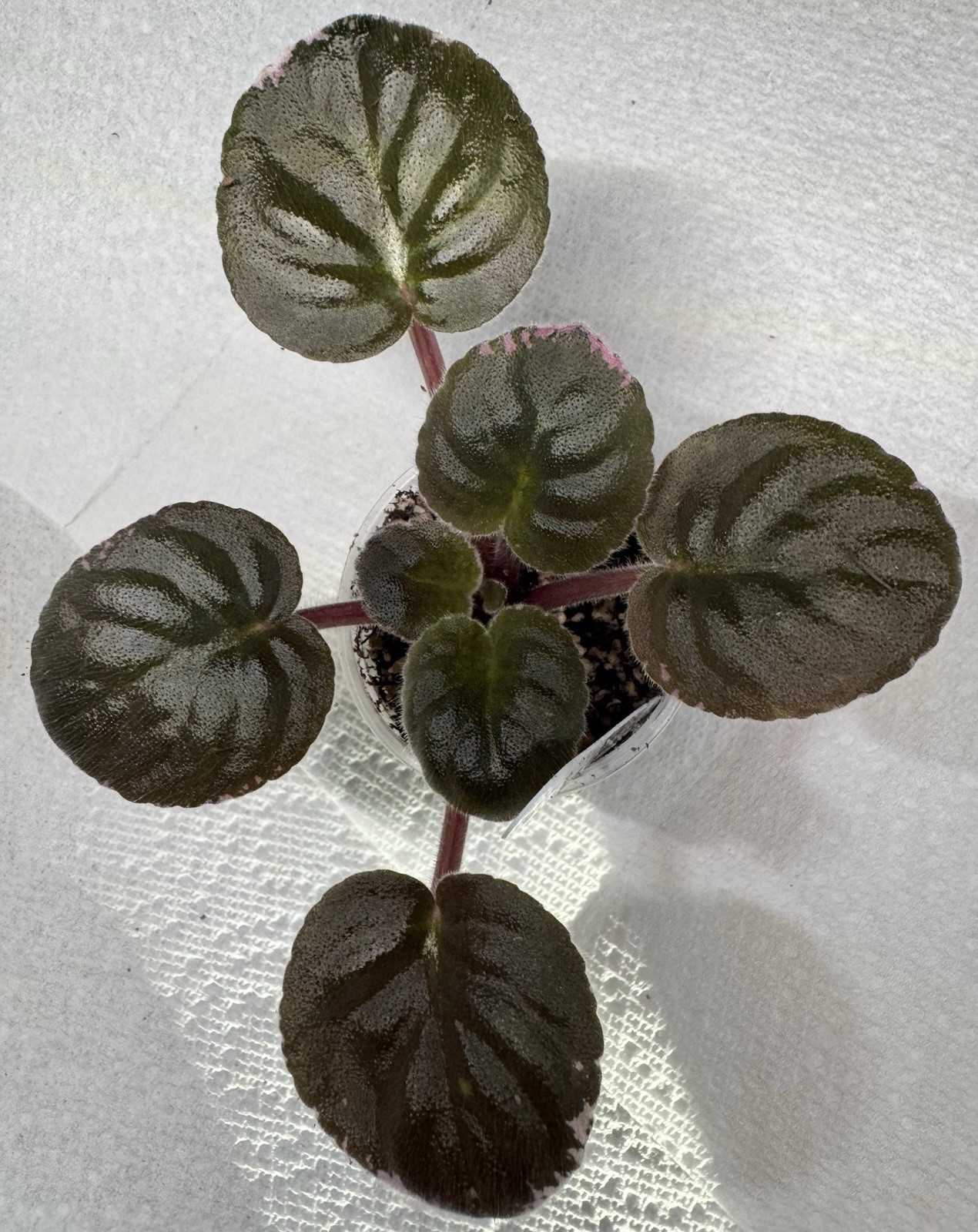 African Violet Plant Rivermist Galaxy Starter