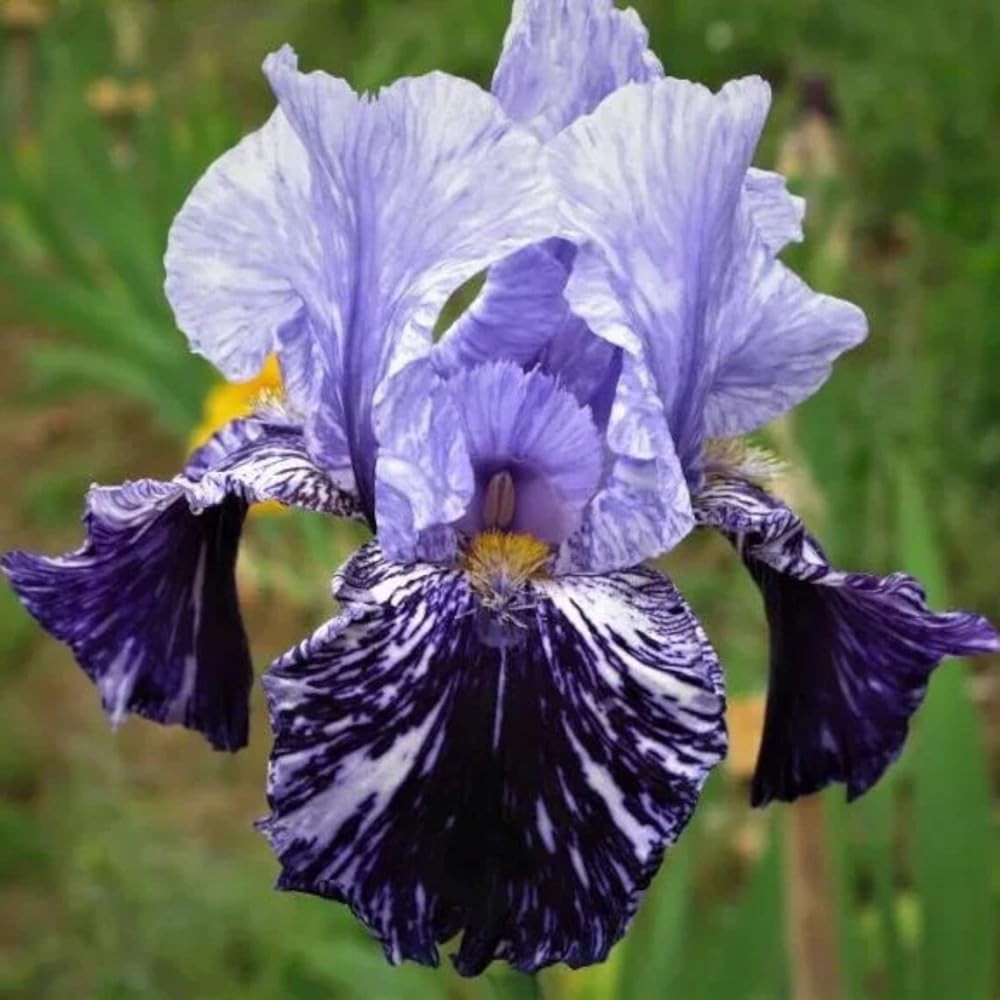 “50+ Germanica Iris Seeds for Fragrant Bearded Iris Flowers in Your Garden”