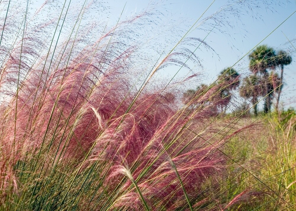 30 Pink Muhly Grass Seeds for Planting