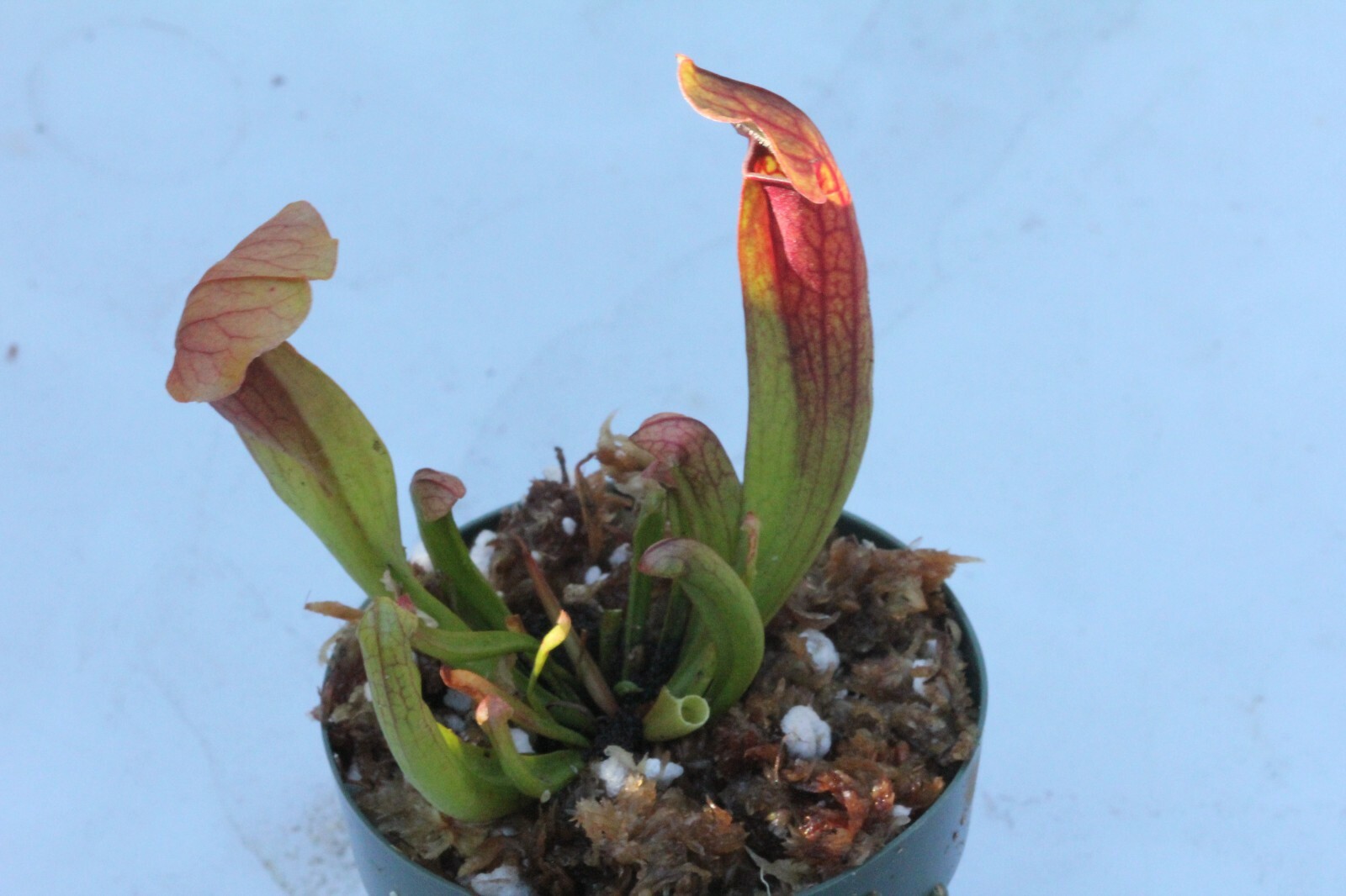 LIVE Carnivorous Sarracenia Maroon (S. Chelsonii)