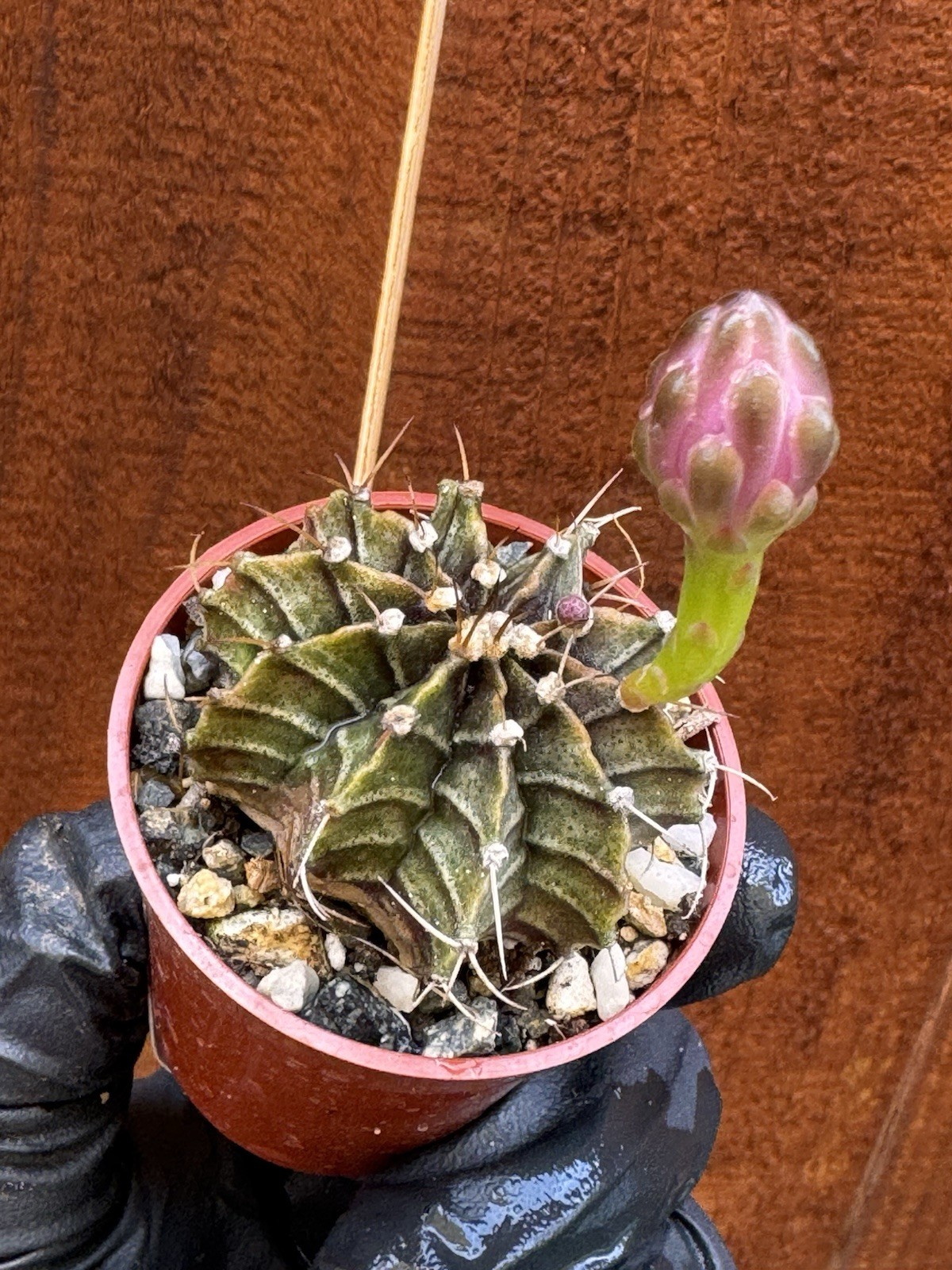 Gymnocalycium Stenopleurum Live Cactus