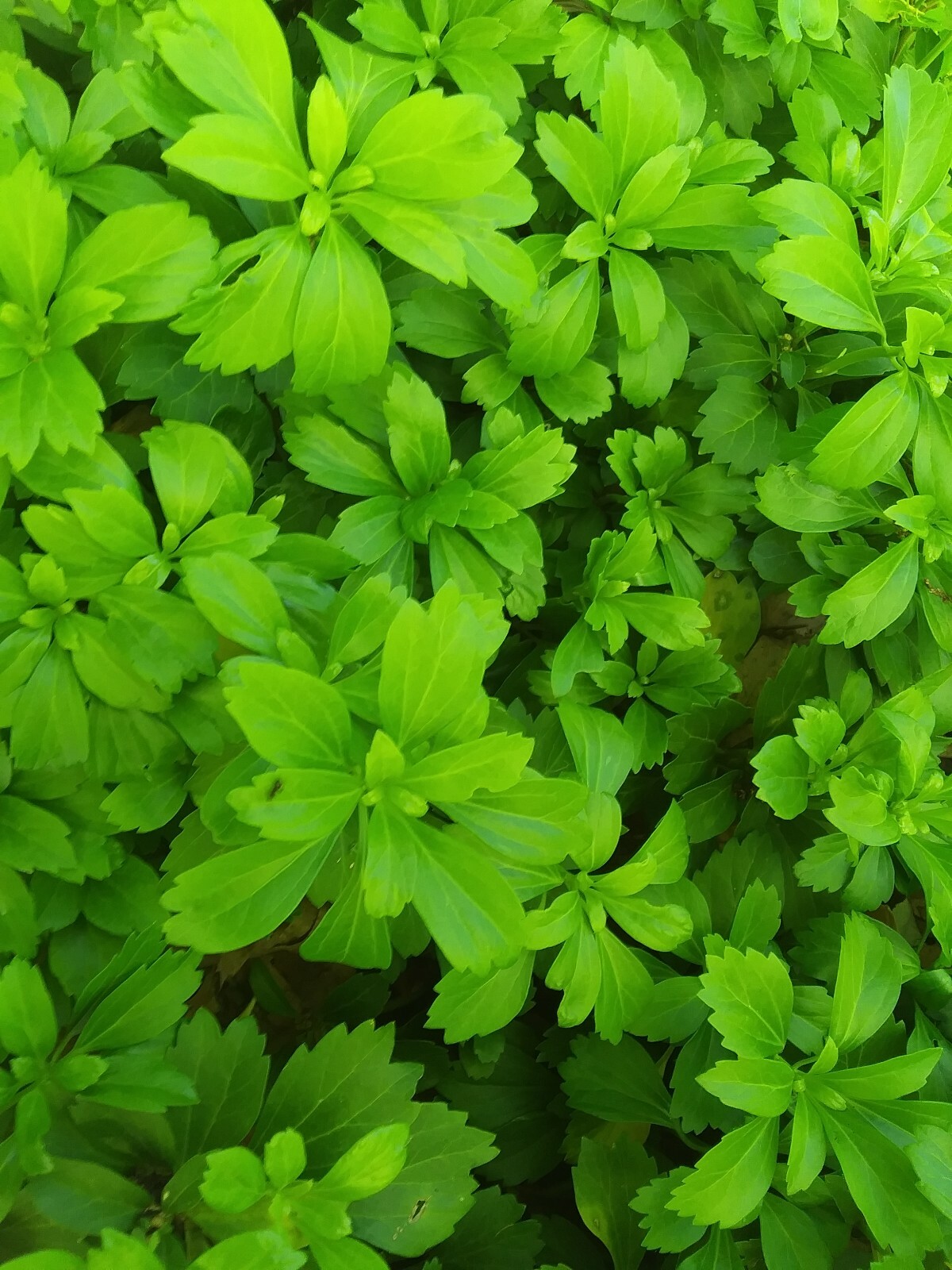 1 mature well rooted Pachysandra terminalis ground cover plant
