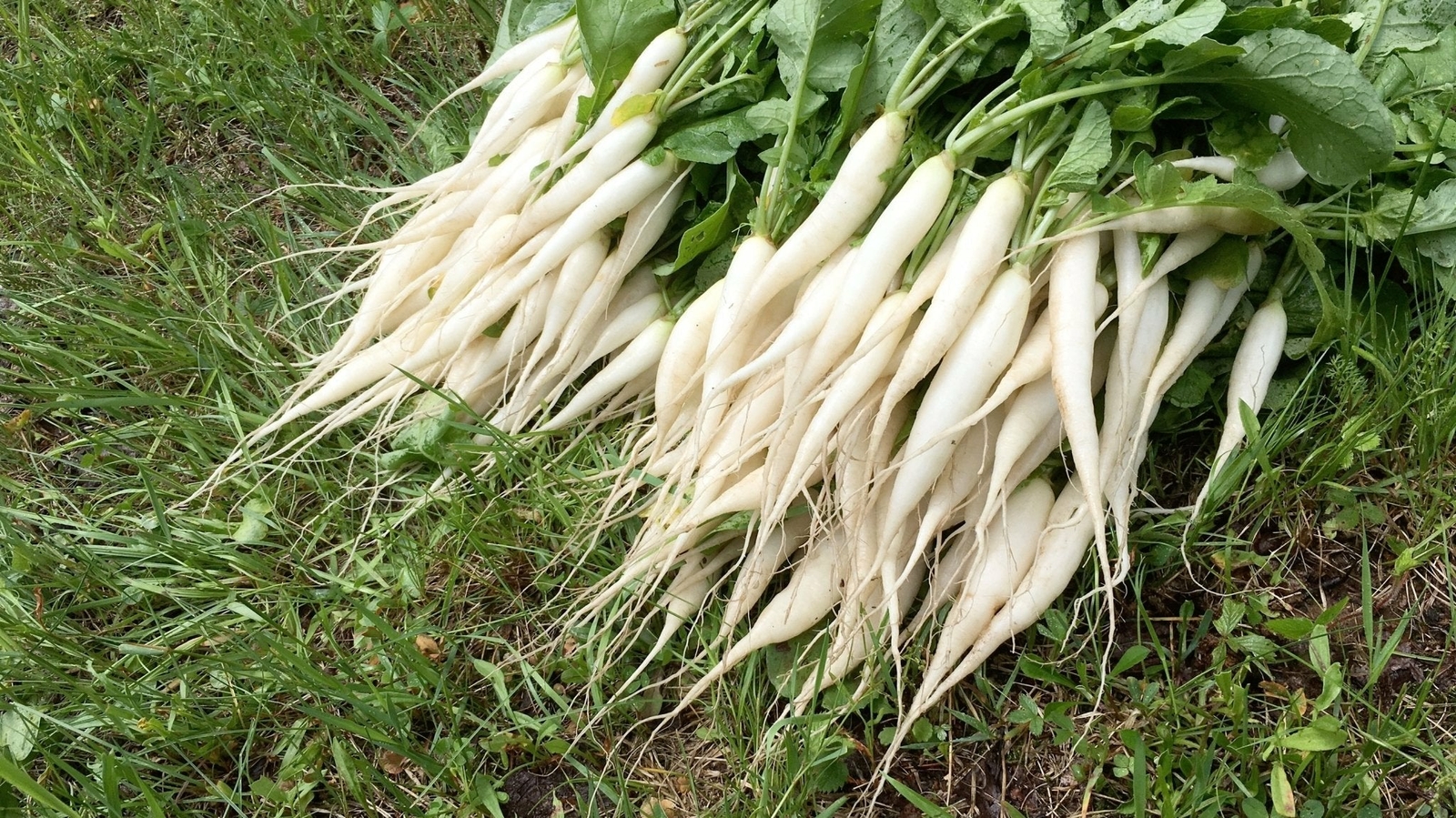 Organic White Icicle Radish – Raphamus sativus