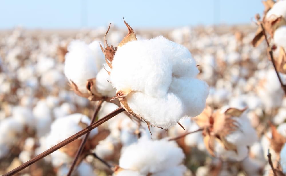 Cotton Seeds for Planting Gossypium Hirsutum 100 HighQuality Seeds