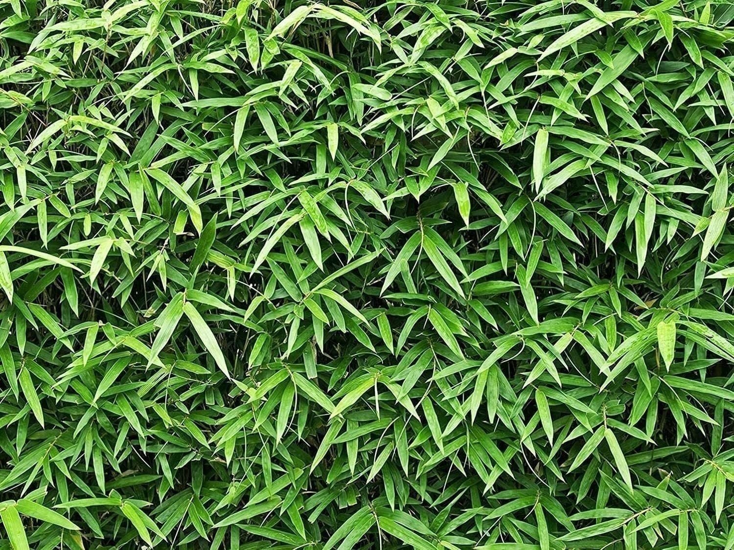 Green Hedge Bamboo | Live Plants | Non-Invasive Clumping Bamboo | Screening…
