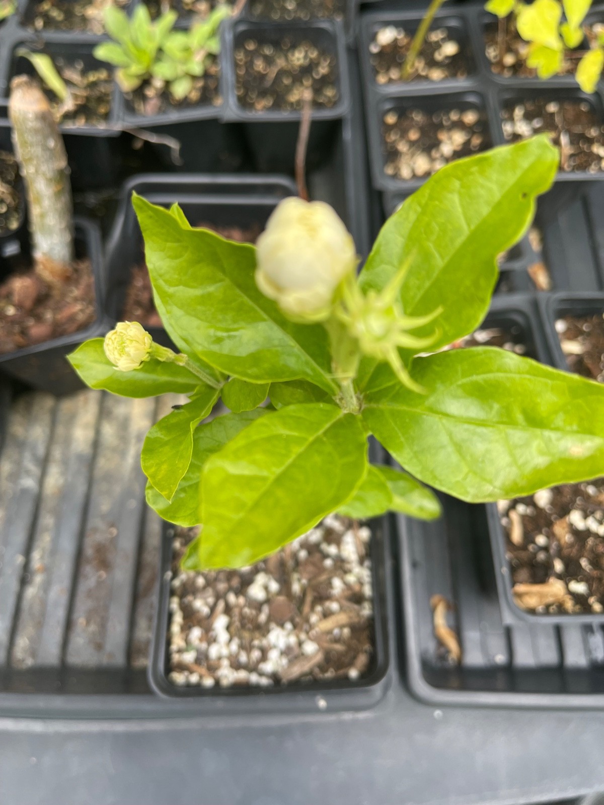 grand duke of tuscany jasmine