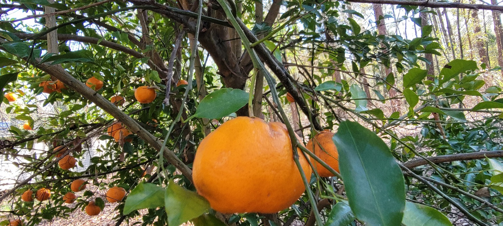 SATSUMA FRUIT TREE REAL LIVE PLANT CITRUS 4″ to 10″ SEEDLING MANDARIN