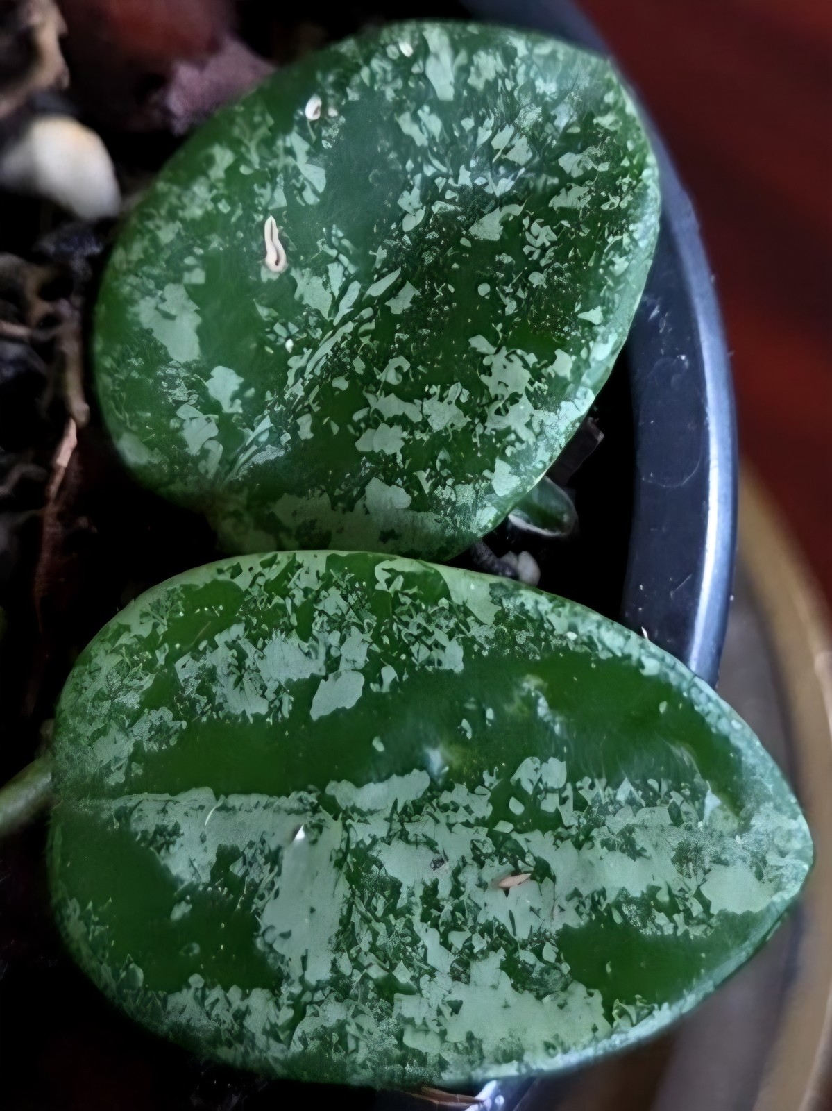 RARE Hoya Splashy Carnosa X Serpens 11″ Long No Monstera Philodendron Anthurium