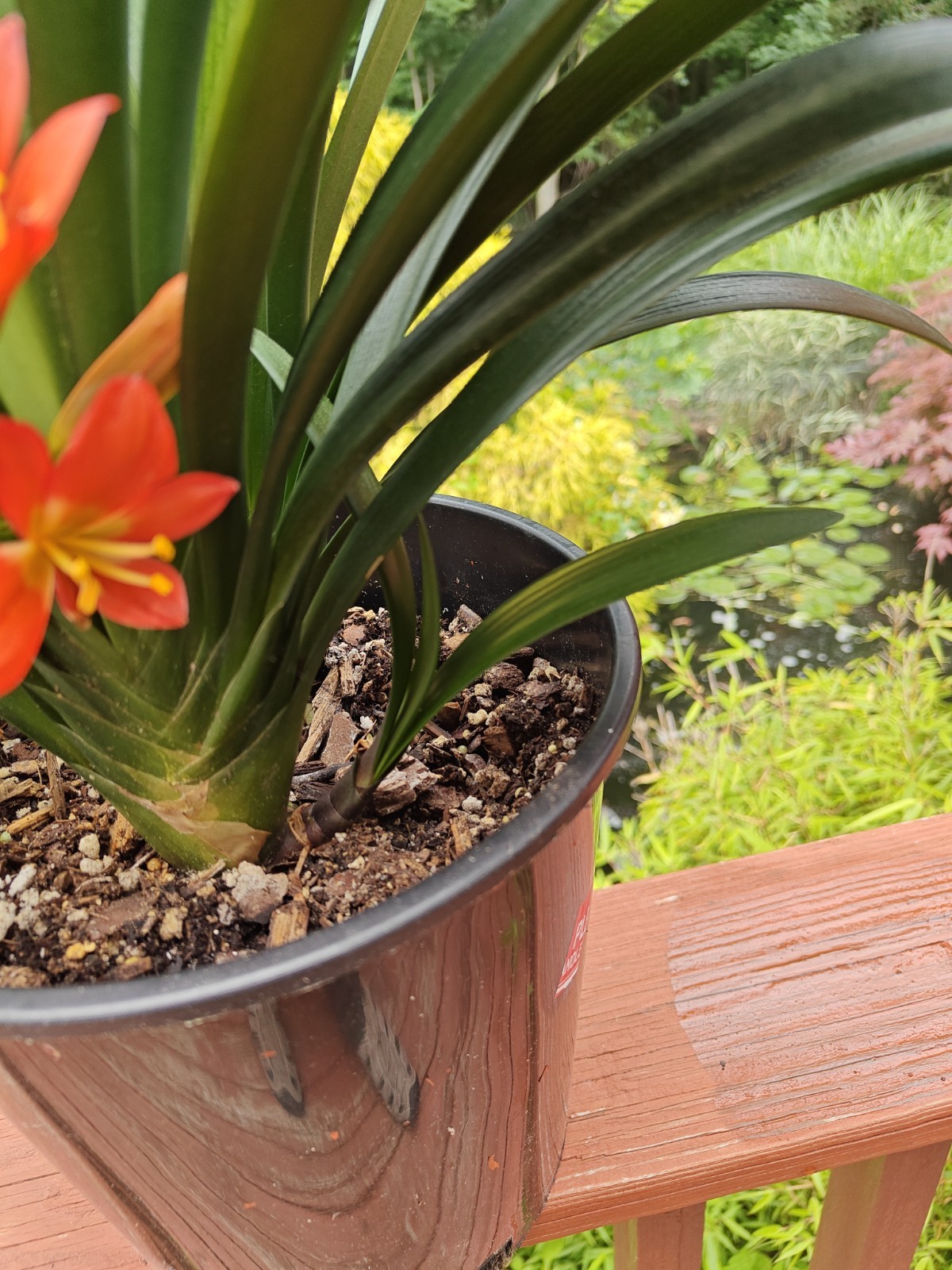 One Adult Brownz Flower Clivia Plant, First Year Blooming.