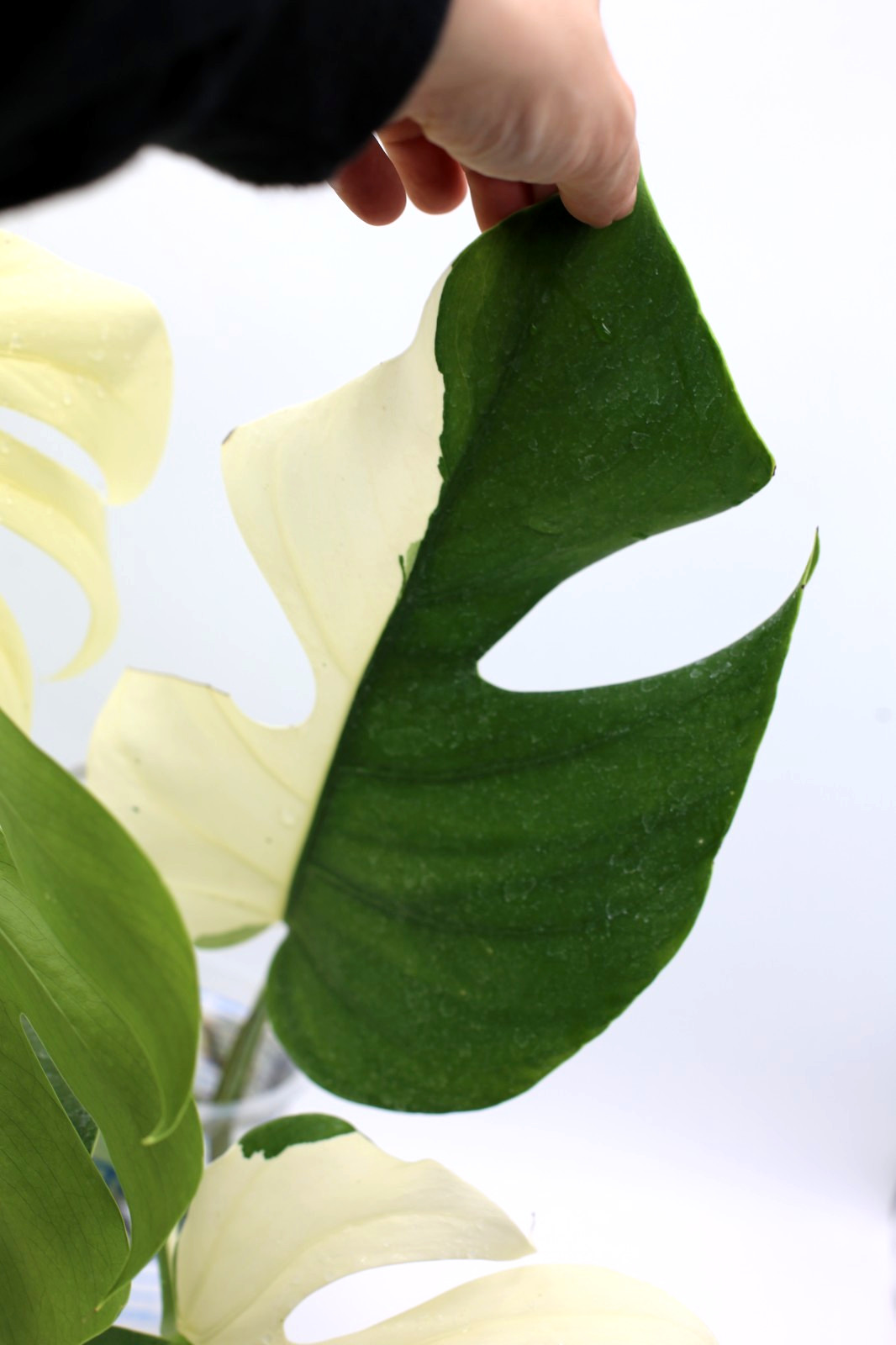 Monstera Albo Borsigiana Variegated Top Cutting Rooted