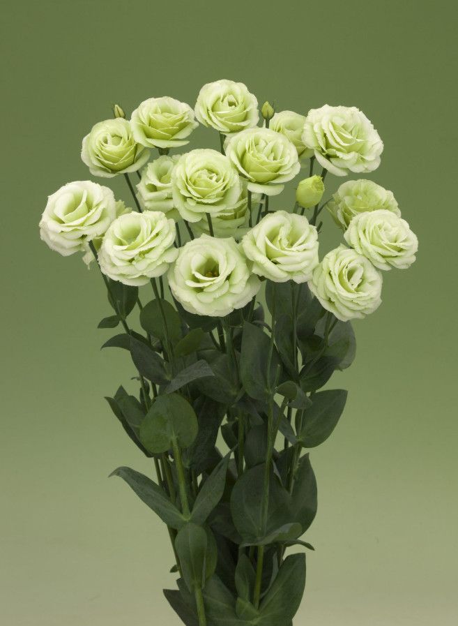 1 Live Lisianthus Green Plant Plug – Long Lasting Cut Flower – Wedding Favor