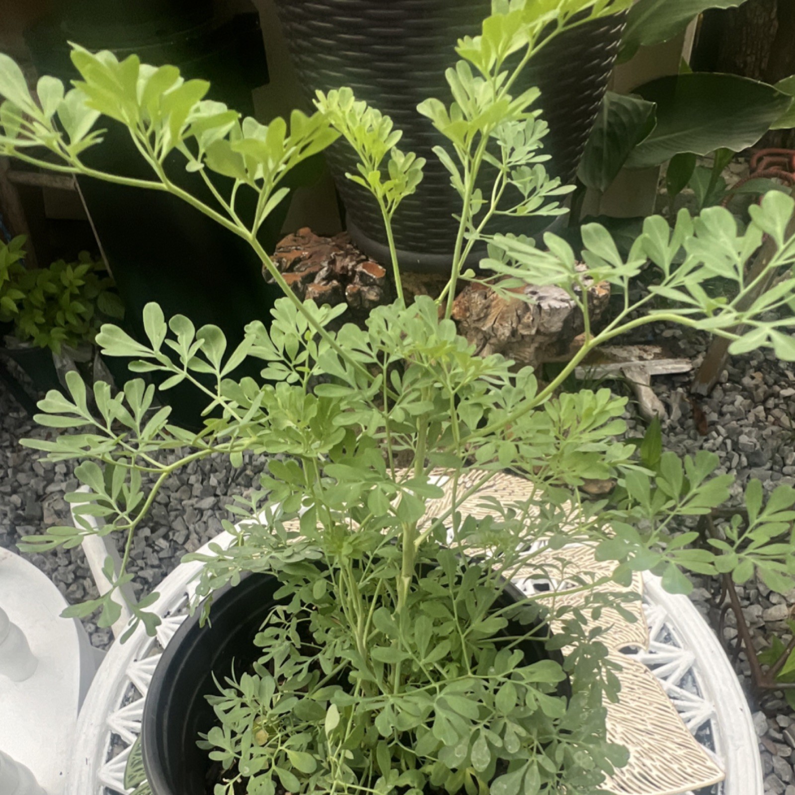 Rue Herb Potted Plant Green Perennial Clumping Spring Summer Outdoor