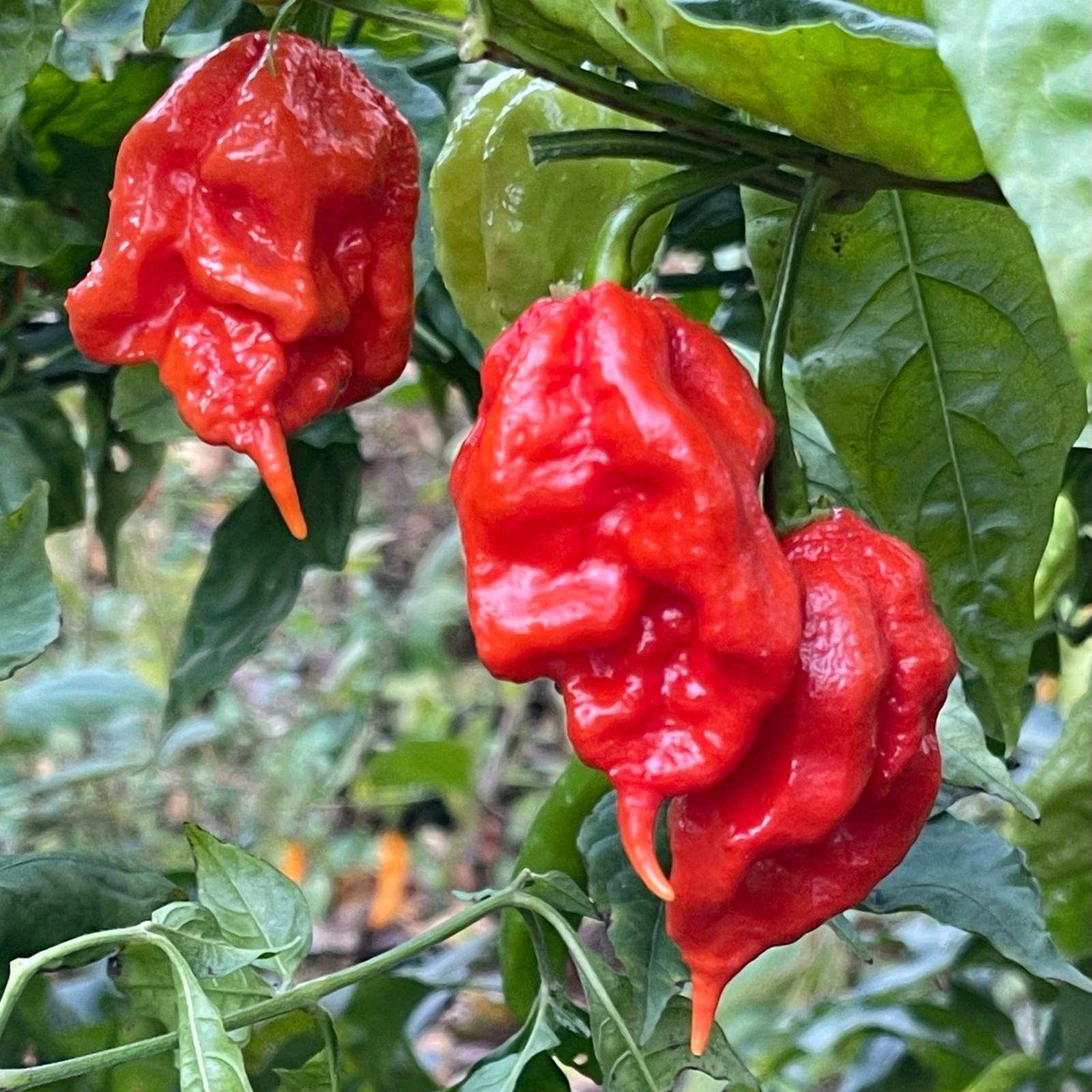 MA Mutant X Hot Pepper Seeds. 10 Seeds per order Free Shipping!