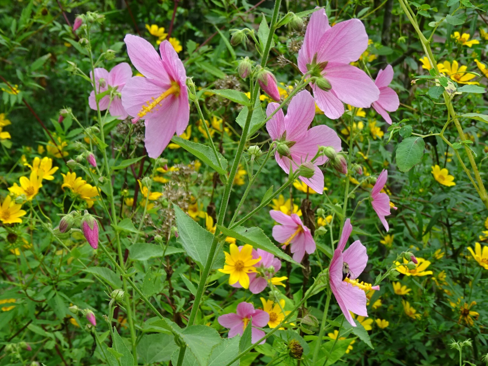 Pink Mallow Kosteletzkya virginica Native Perennial Wildflower 25 seeds from2023