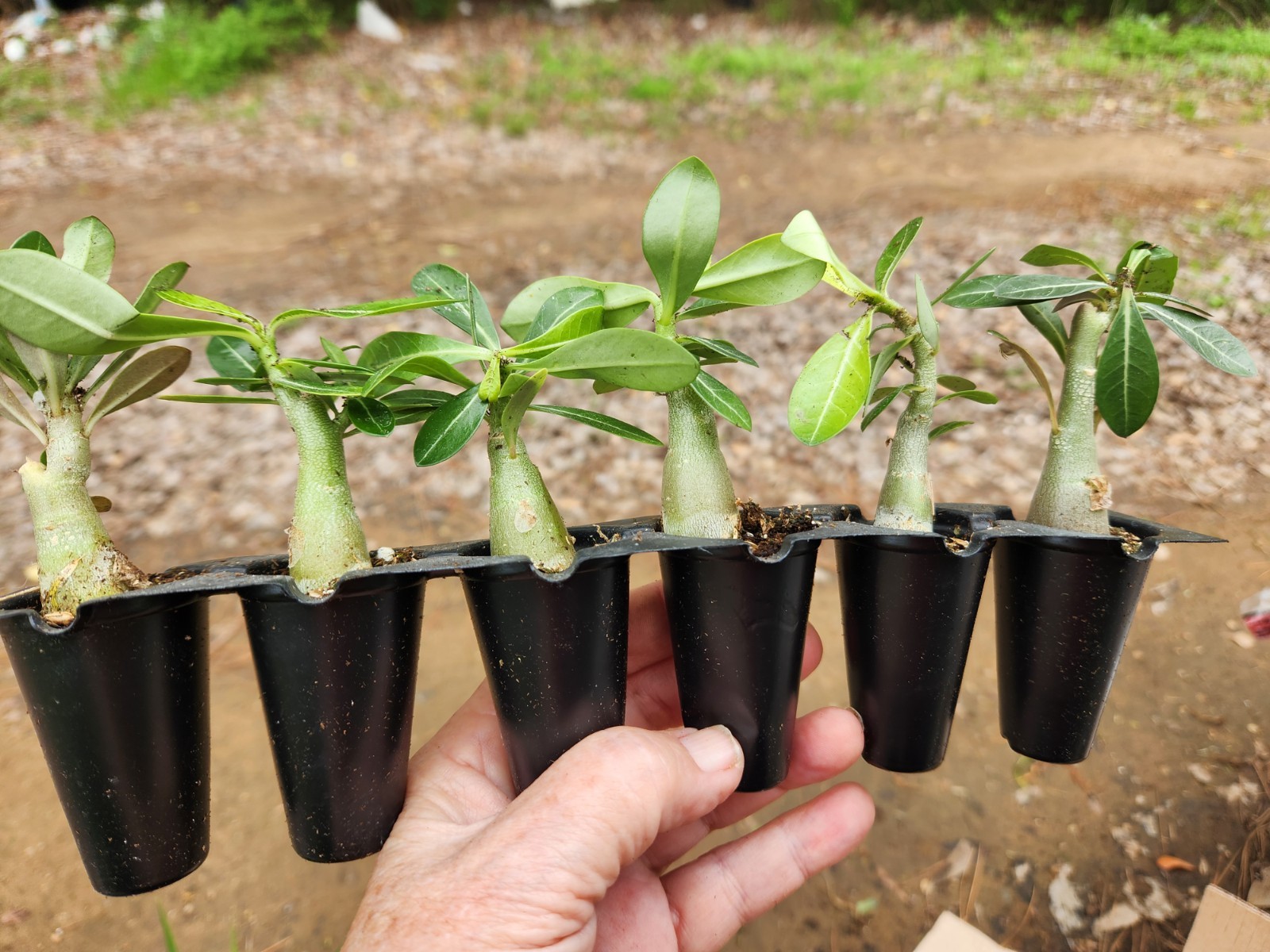 RESEL LOT 25 Desert Rose 25 Madagascar Palm 25 Asst Succulent 25 Cactus Seedling