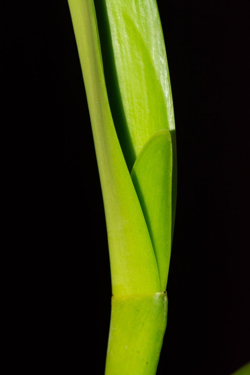Cattleya dowiana var. aurea #5, in sheath