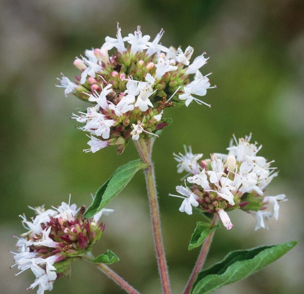 200 Organic Greek Oregano Seeds | NON-GMO | Heirloom, FREE SHIPPING