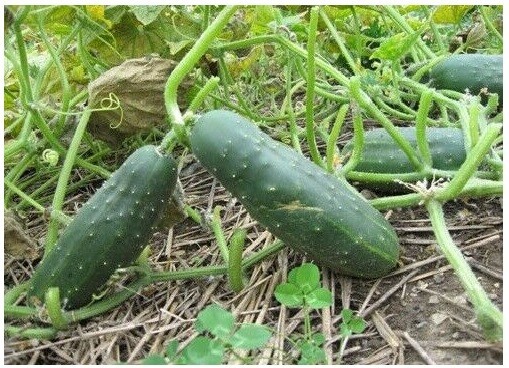 Cucumber Straight Eight seeds (25 through 400 seeds) Heirloom high yields 8 bulk
