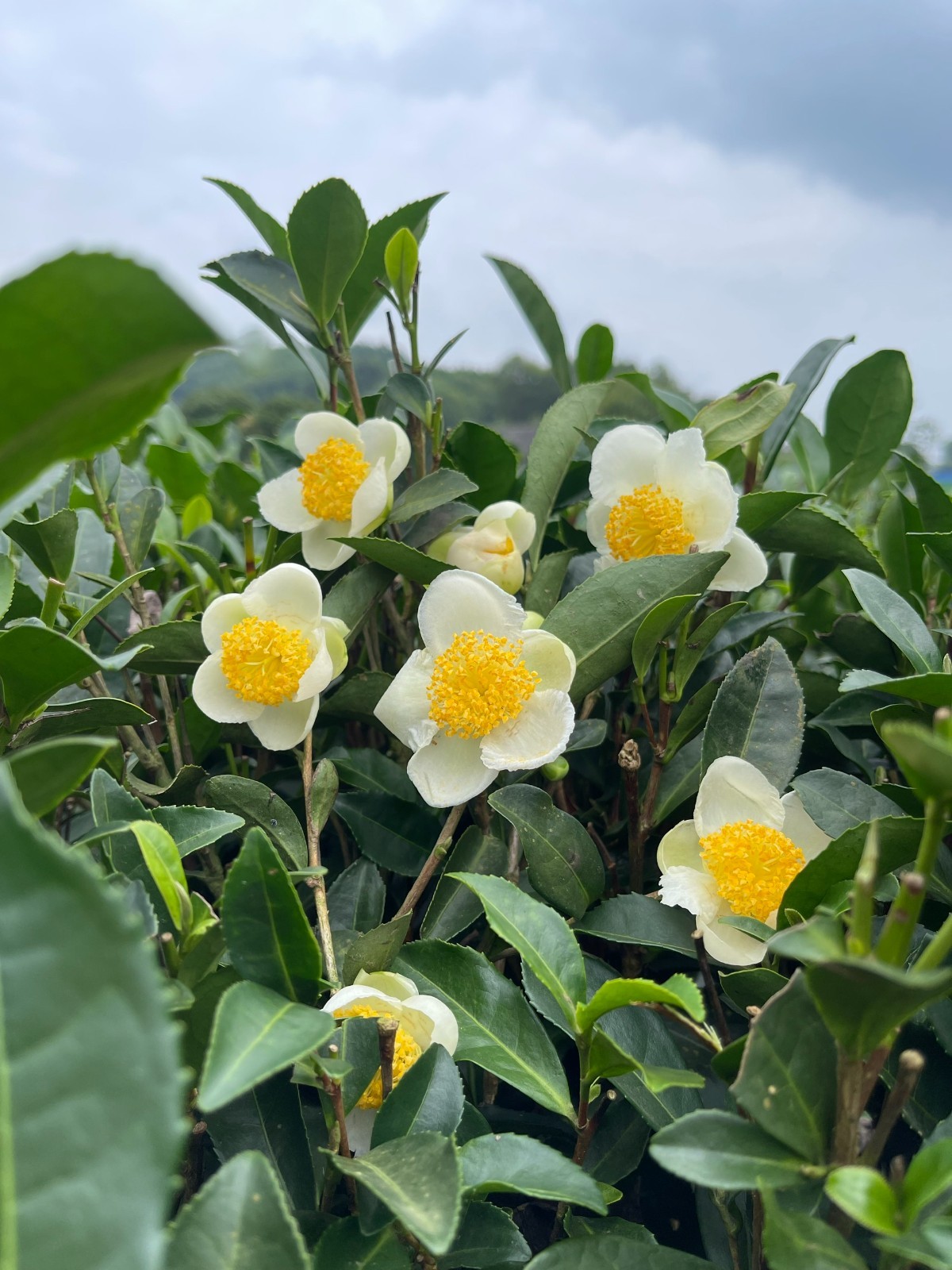 Green Tea Plant – Camellia sinensis 4 to 6 inch Tall- Starter Plant