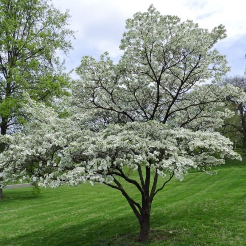 Kousa Dogwood Trees Live Plant 6-12 Inch, White Flowering Shrubs